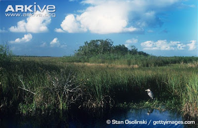 Great blue Heron habitat