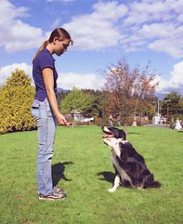 dog training versus puppy training