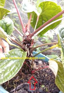 jual anthurium sirih murah