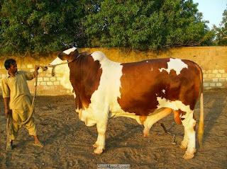 (Eid ul Adha) Bakra Eid Cow Qurbani 2013 