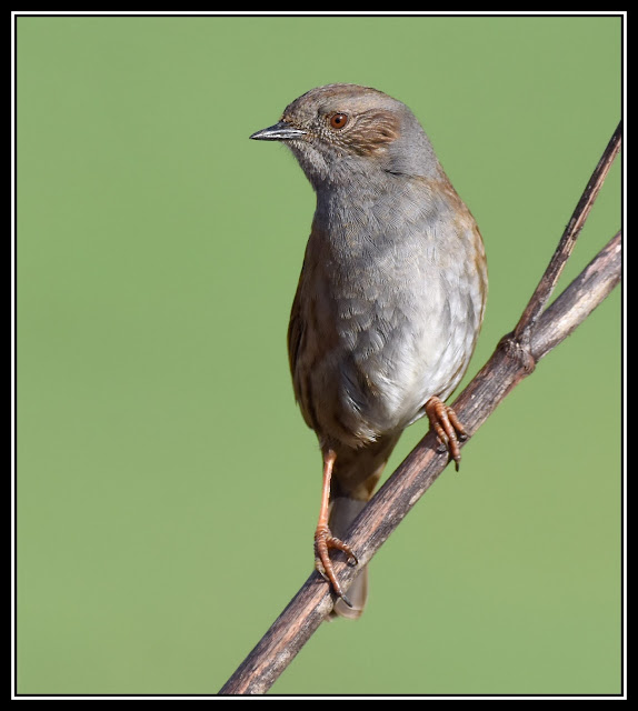 Dunnock