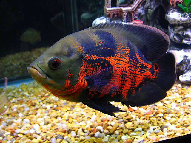 Panduan Lengkap Perawatan Ikan Oscar di Dalam Akuarium 