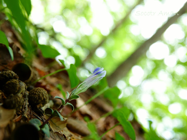 Gentiana zollingeri