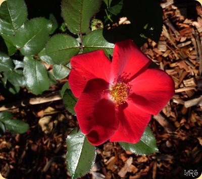 Rose1