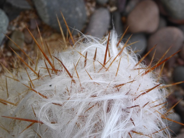 P1180451