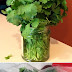 How to store fresh cilantro