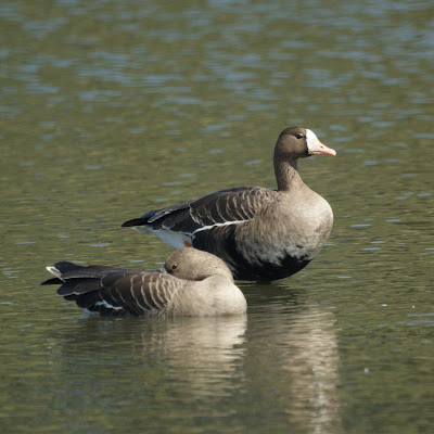 Greater White-fronted Goose