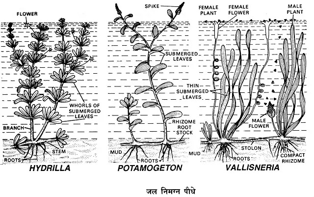 जलोद्भिद पौधे (Hydrophytes) : परिभाषा, अनुकूलन, उदाहरण|hindi
