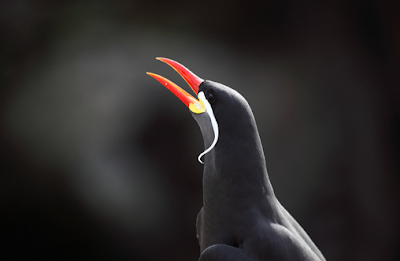 Inca Tern, Larosterna inca