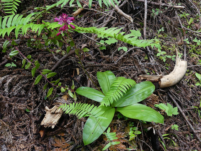 thin stem of flowers