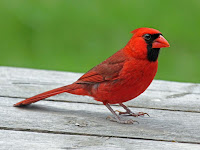 Photos Of Cardinal Birds