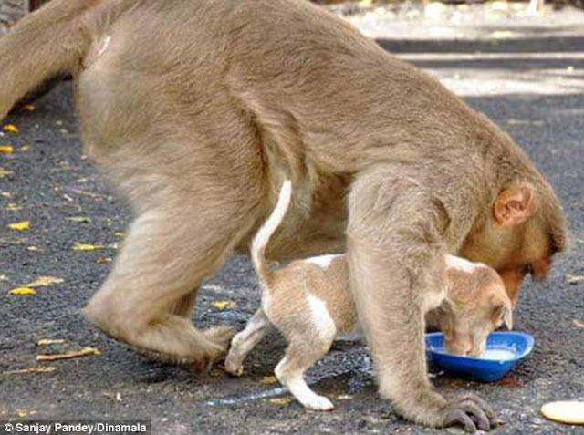 Seekor monyet memberi perhatian kepada anak anjing sama seperti anak monyet sebenar