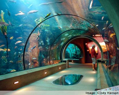 To do so, I dream of building my own aquarium in the future.