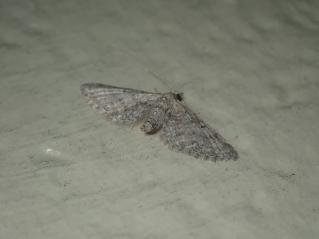 Eupithecia miserulata