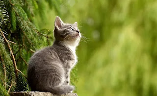 Why Cat is Vomiting