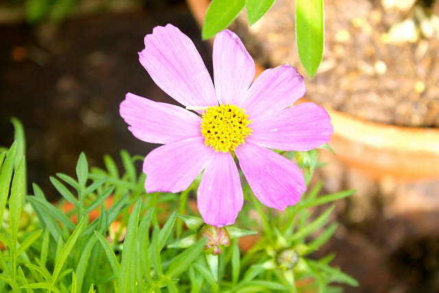 pink flower