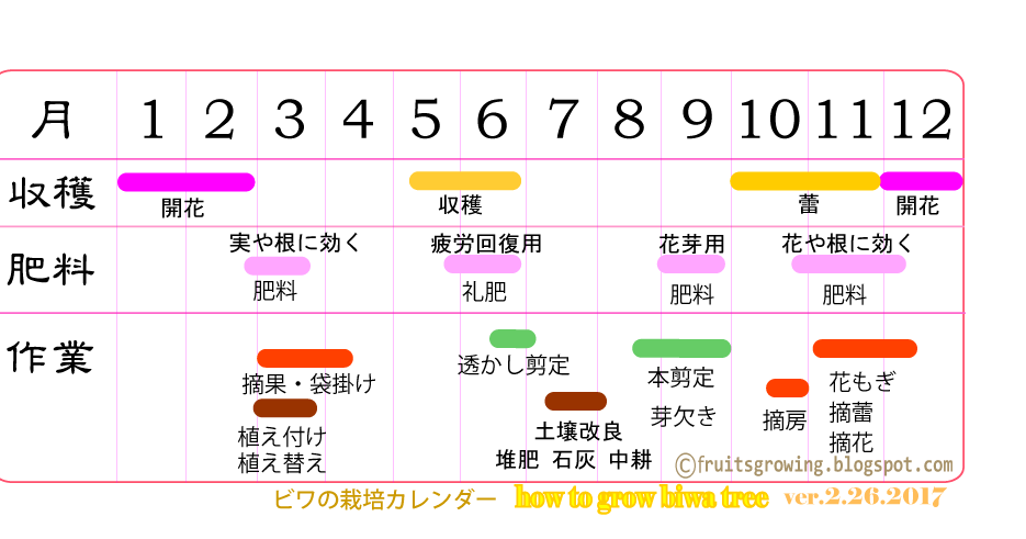 ビワの木の育て方 おいしい鉢植え果樹の栽培育て方 自宅を果樹園に