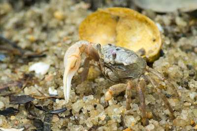 Atlantic Sand Fiddler Crab, Monomoy National Wildlife Refuge