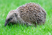 The Real Mrs. TiggieWinkle, a Hedgehog Tale (hedgehog )