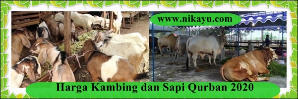 Harga Terbaru Kambing Dan Sapi Qurban Murah 2020Ini