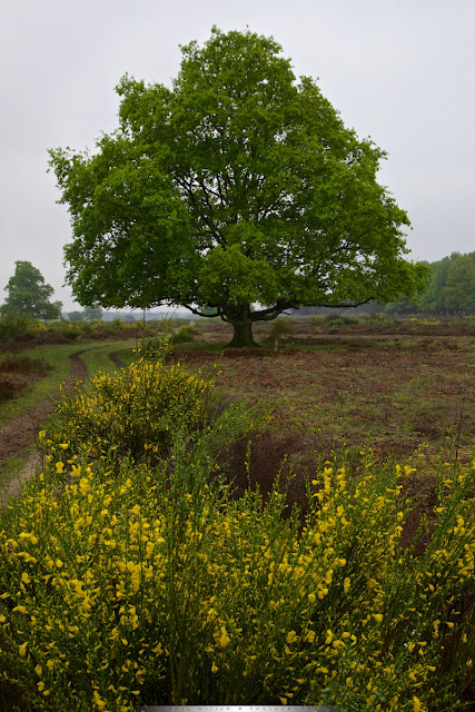 De Brem staat al aardig in bloei en geeft deze grauwe dag wat kleur - the Broom  blossoming and adds some color to this grey day