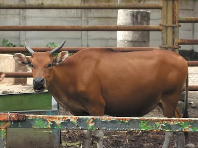 Informasi Tentang Banteng, Binatang yang konon suka menyeruduk | Fauna Gue