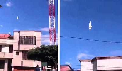 Bird spotted 'frozen' mid-air with beak 'still moving' in New Mexico