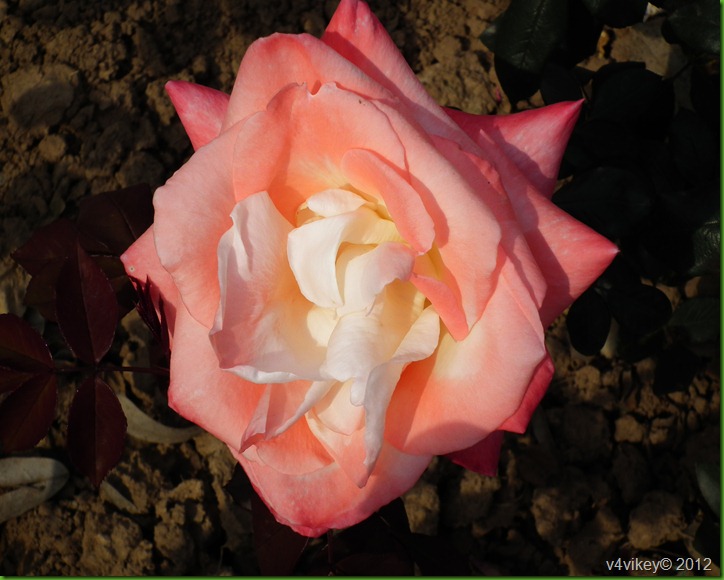 Glory Day Rose