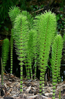 planta indicadora de ouro