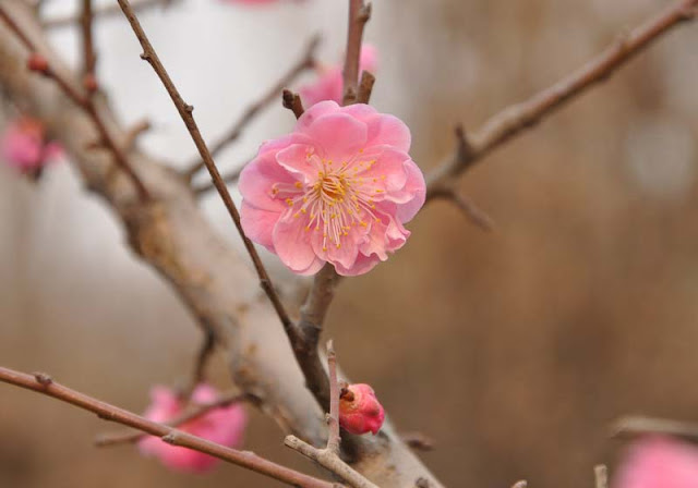 Plum Flowers