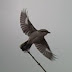 Great Grey Shrike