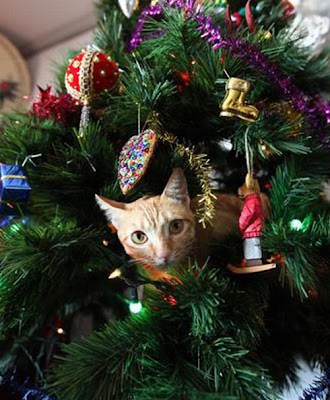 Cats on Christmas Tree Seen On lolpicturegallery.blogspot.com