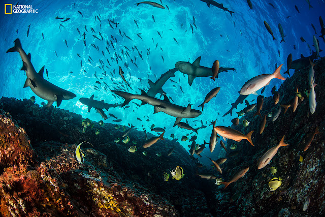 Seen from above the ocean surface, the tiny island of Roca Partida appears as two small peaks jutting out from the water. Underwater, however, this remote island of the Revillagigedo Archipelago hosts a rich marine habitat. Here, whitetip reef sharks, Pacific creolefish, barberfish, and Moorish idols populate the reef.