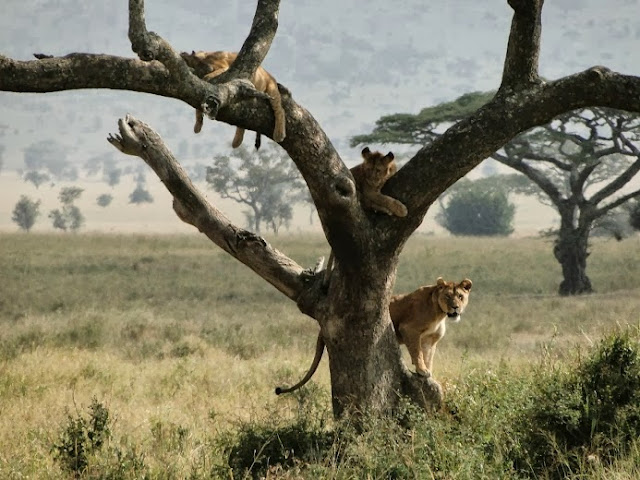 African Lion Climb Tree