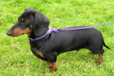 Dachshund Dog Picture