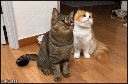 Funny Cat GIF • 2 Cats bobbing their heads in sync then 3 cats all  together. What a funny & cute Cat family [ok-cats.com]