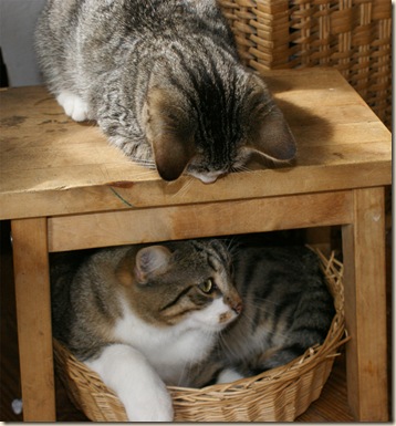 Muggel&Socki