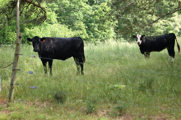 Two Cows in a Pasture Image