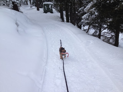 Border Terrier Charly rennt auf dem Winterwanderweg mit seiner Beute