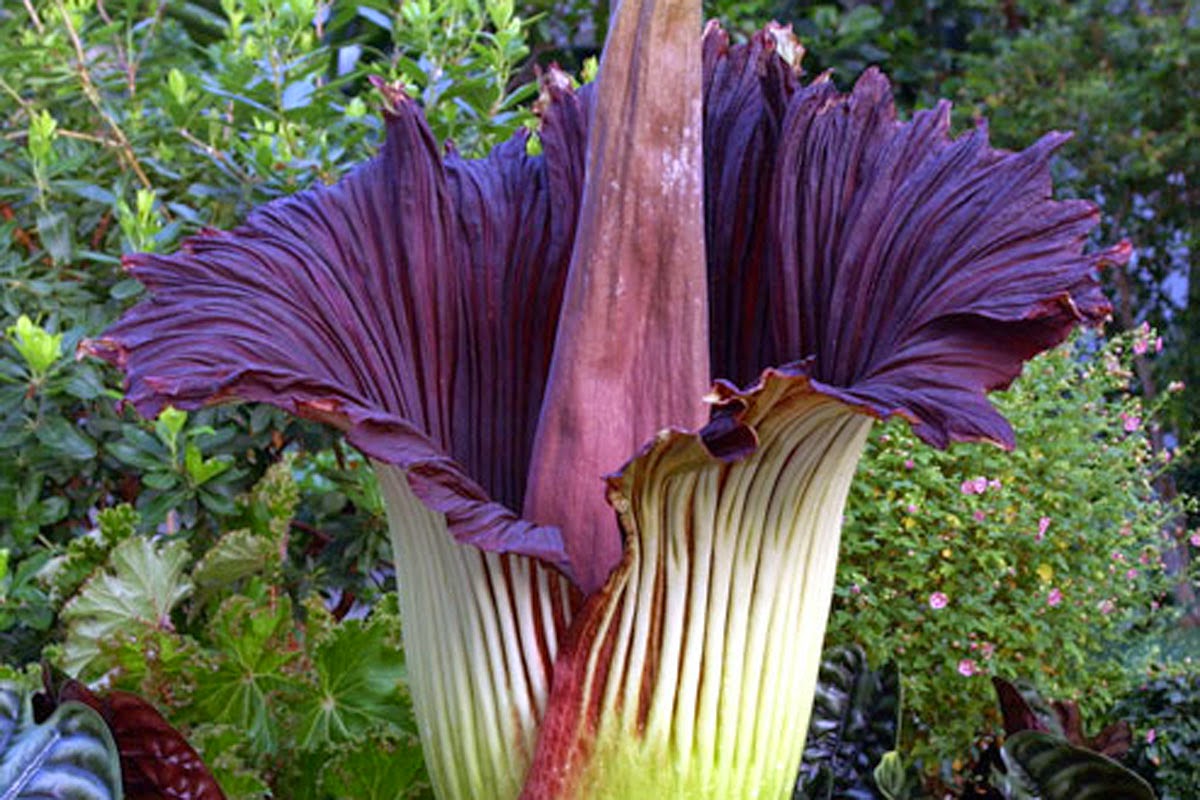  Bunga  Bangkai Raksasa Flora Identitas Provinsi Bengkulu 