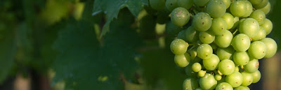 Sauvignon Blanc grapes