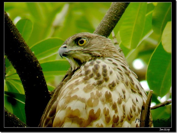 鳳頭蒼鷹(2009-1-22植物園)1040556