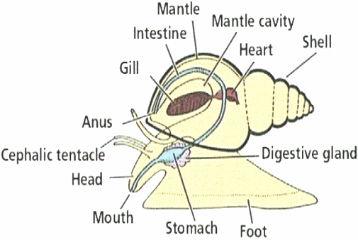 apple-snail-Pallial complex
