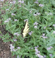 tiger swallowtail butterfly nectaring on clasping heliotrope