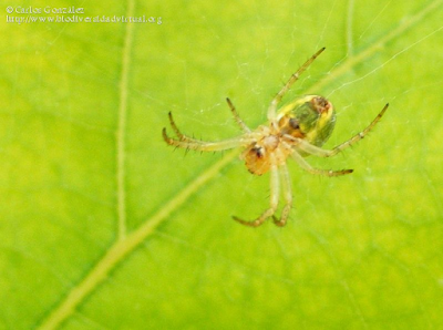 http://www.biodiversidadvirtual.org/insectarium/Araniella-cf.-cucurbitina-img360755.html