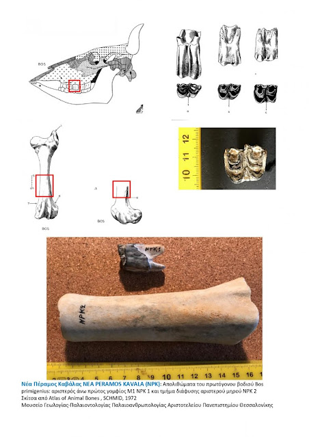 Καβάλα: Βρέθηκαν απολιθώματα προϊστορικού βοδιού στη Νέα Πέραμο