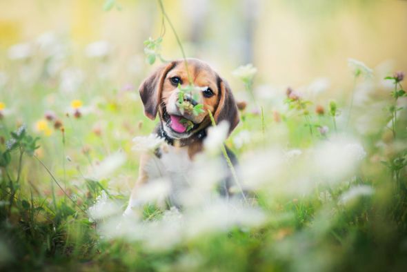 Iza Łysoń 500px arte fotografia cachorros cães fofos campos floridos