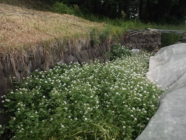 クレソン栽培日記 ５月３０日 花咲きクレソン