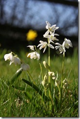 EWG 20.3.12 (50)Scilla sibirica 'Alba'