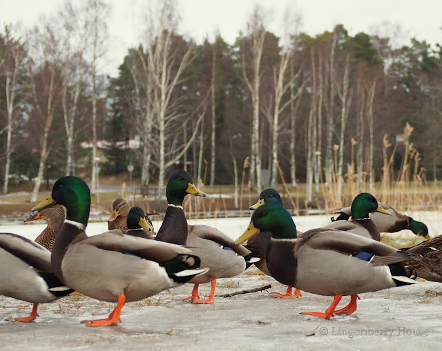 lingonberryhouse, sorsa, duck, mallard, bird, lintu